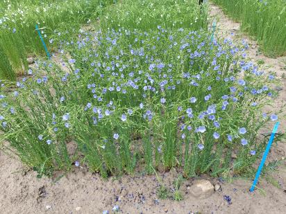 Click for 1 image(s) for this accession.